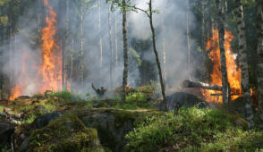 Im Moment grassieren einige Waldbrände, auch in Deutschland.
