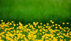 Eine Wiese voller Butterblumen, herrlich, die Natur.