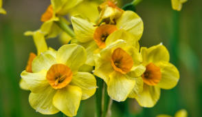 Sind diese Osterblumen nicht herrlich?