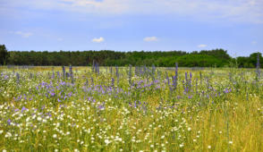 Nun ist er da, der Sommeranfang mit dem längsten Tag.