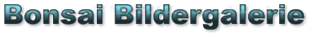 Bonsai Bildergalerie Bonsai Bildergalerie Bonsai Bildergalerie